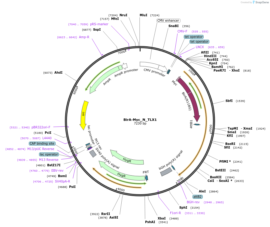 167730-plasmid-map-sequence-id-333749