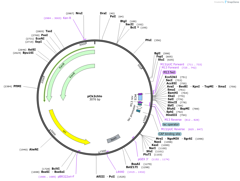 163943-plasmid-map-sequence-id-333755