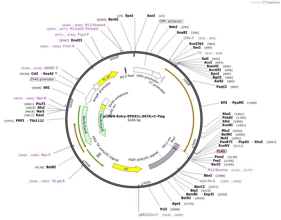 169171-plasmid-map-sequence-id-333758