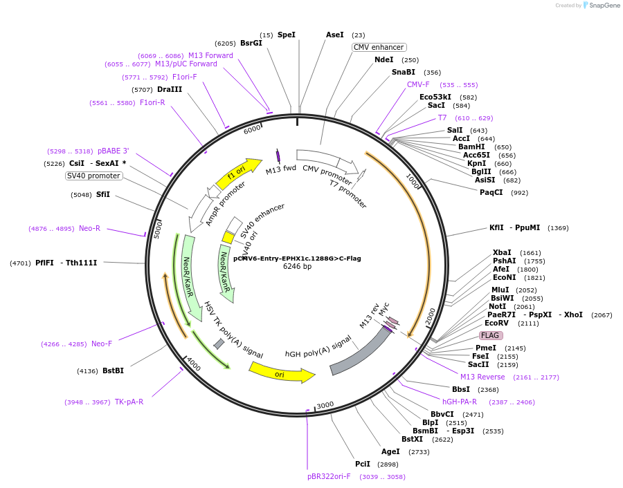 169173-plasmid-map-sequence-id-333760
