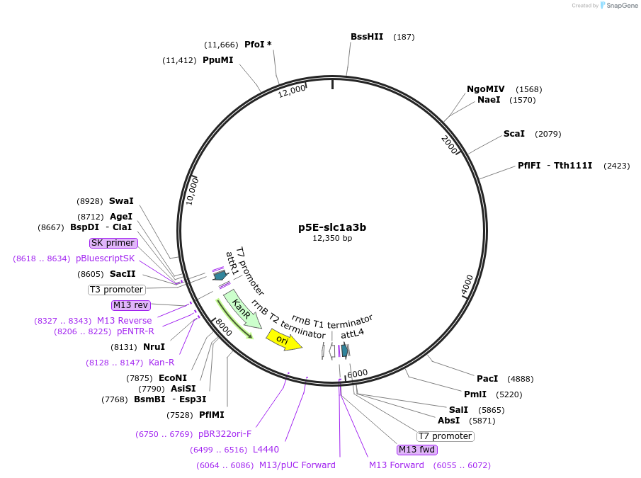 170205-plasmid-map-sequence-id-333787