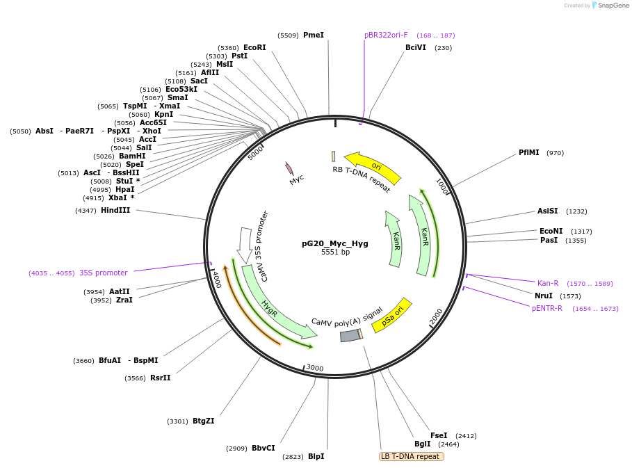159715-plasmid-map-sequence-id-333788