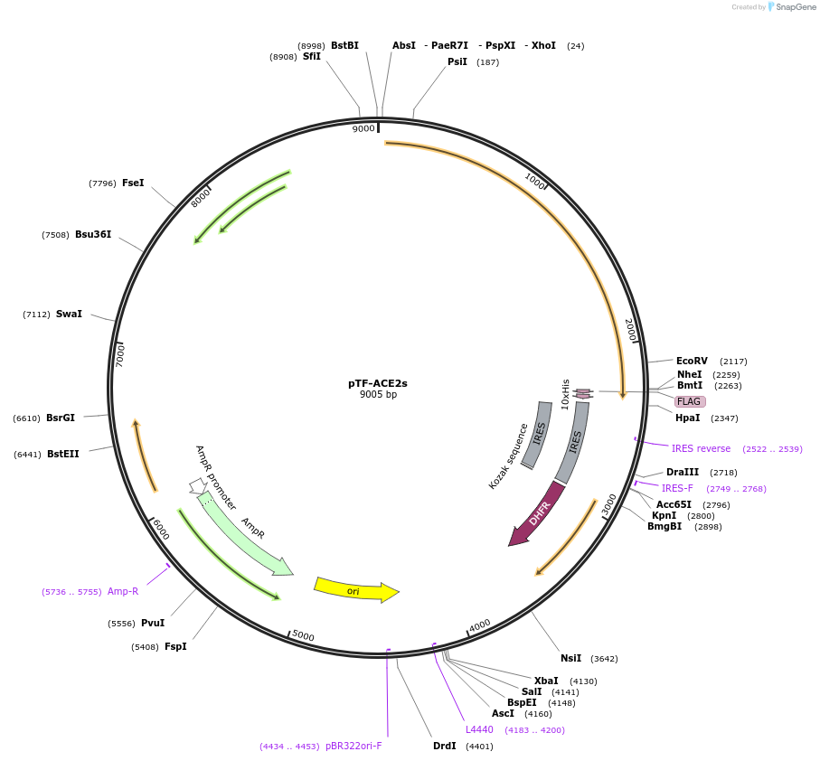 162786-plasmid-map-sequence-id-333795