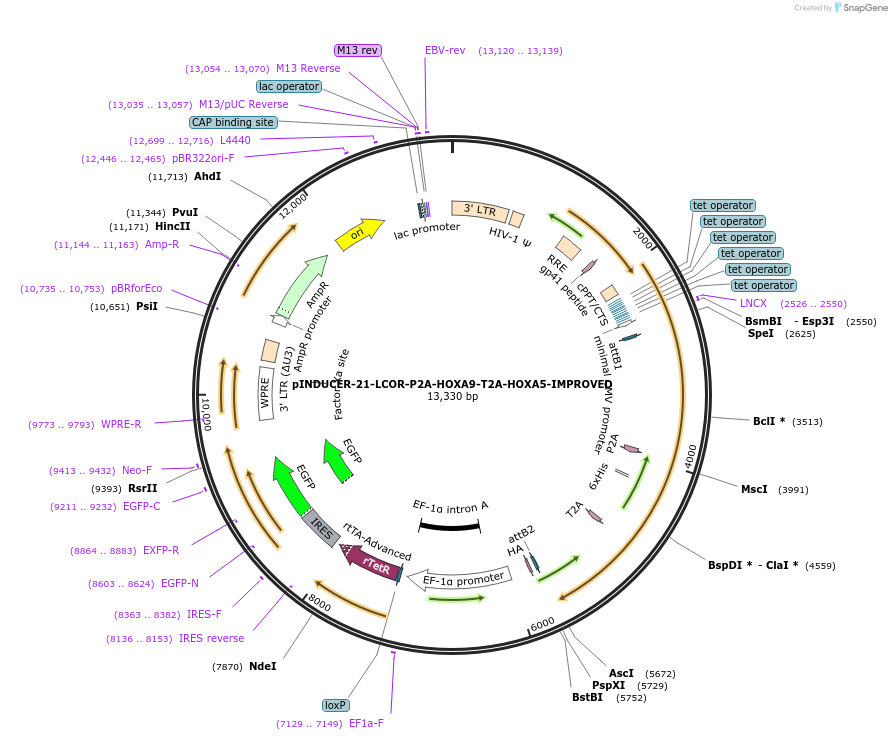 154088-plasmid-map-sequence-id-333796