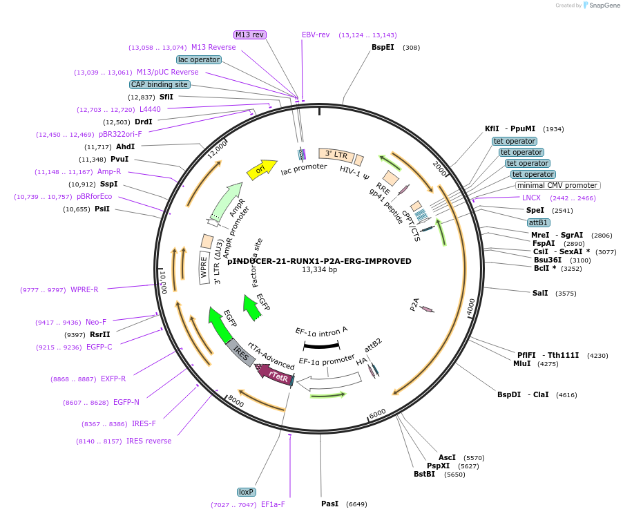 154089-plasmid-map-sequence-id-333798