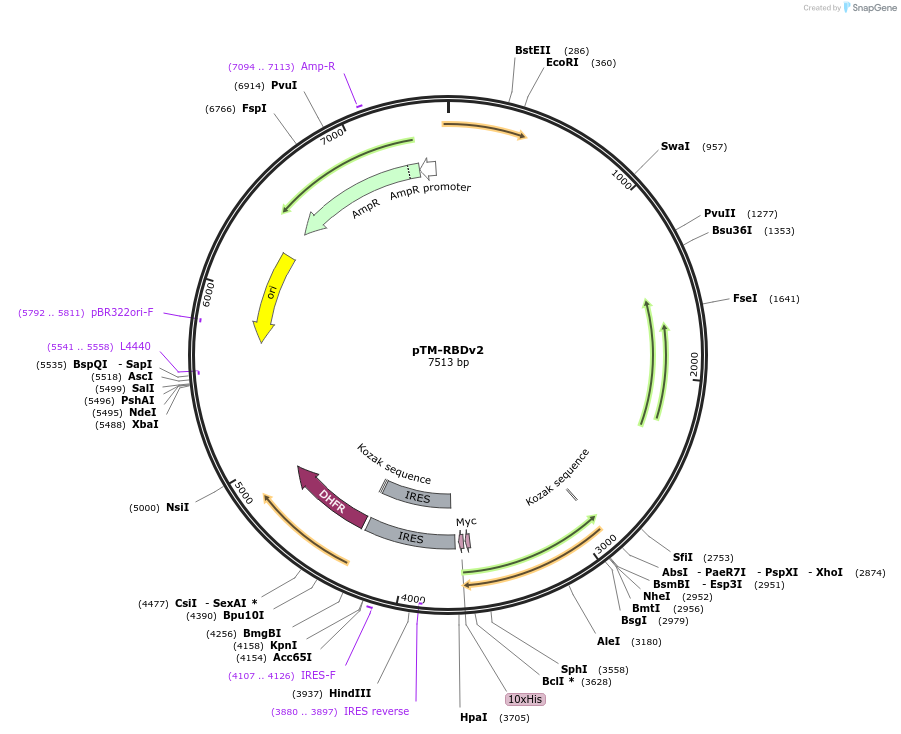 162785-plasmid-map-sequence-id-333799