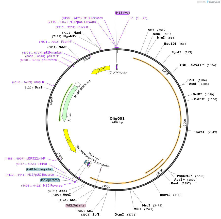 170716-plasmid-map-sequence-id-333801