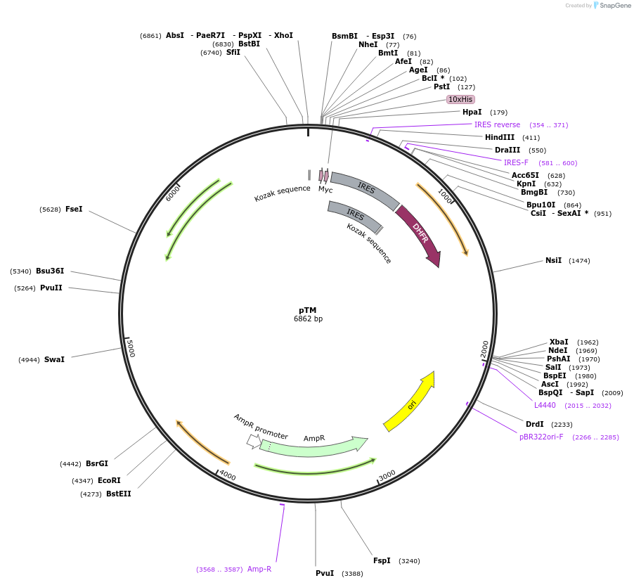 162783-plasmid-map-sequence-id-333802