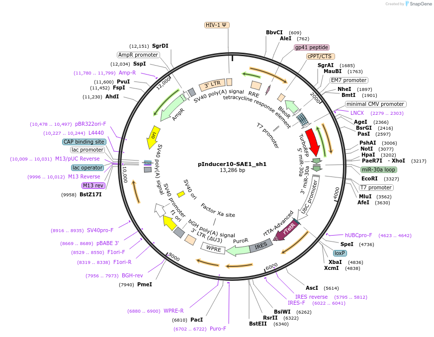 168984-plasmid-map-sequence-id-333866