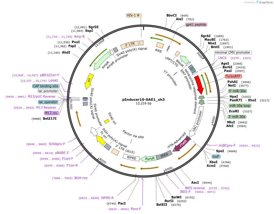 168985-plasmid-map-sequence-id-333867