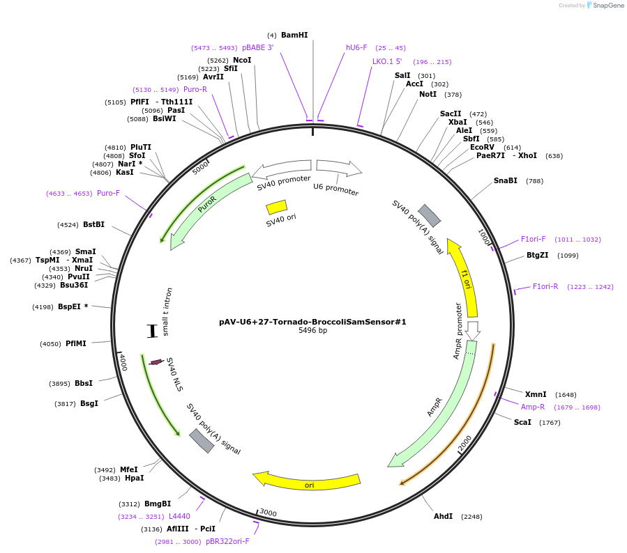 124363-plasmid-map-sequence-id-333870