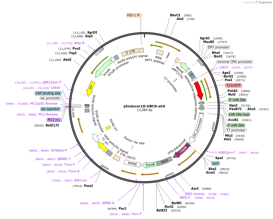 168988-plasmid-map-sequence-id-333871
