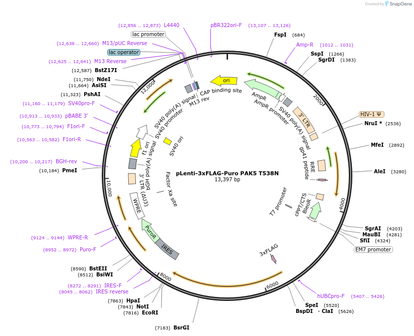 167181-plasmid-map-sequence-id-333879