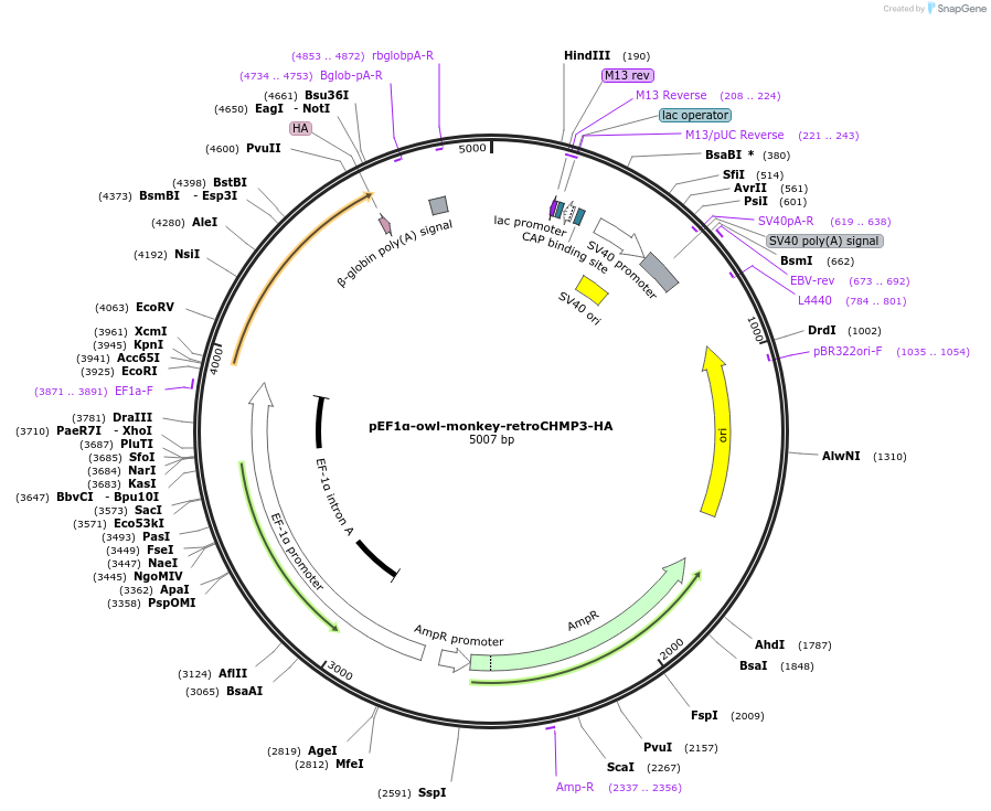 154249-plasmid-map-sequence-id-333884