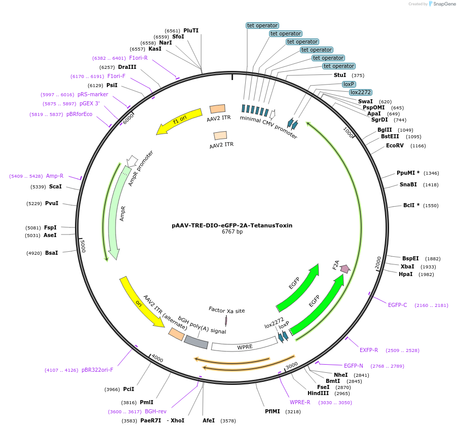 166603-plasmid-map-sequence-id-333909