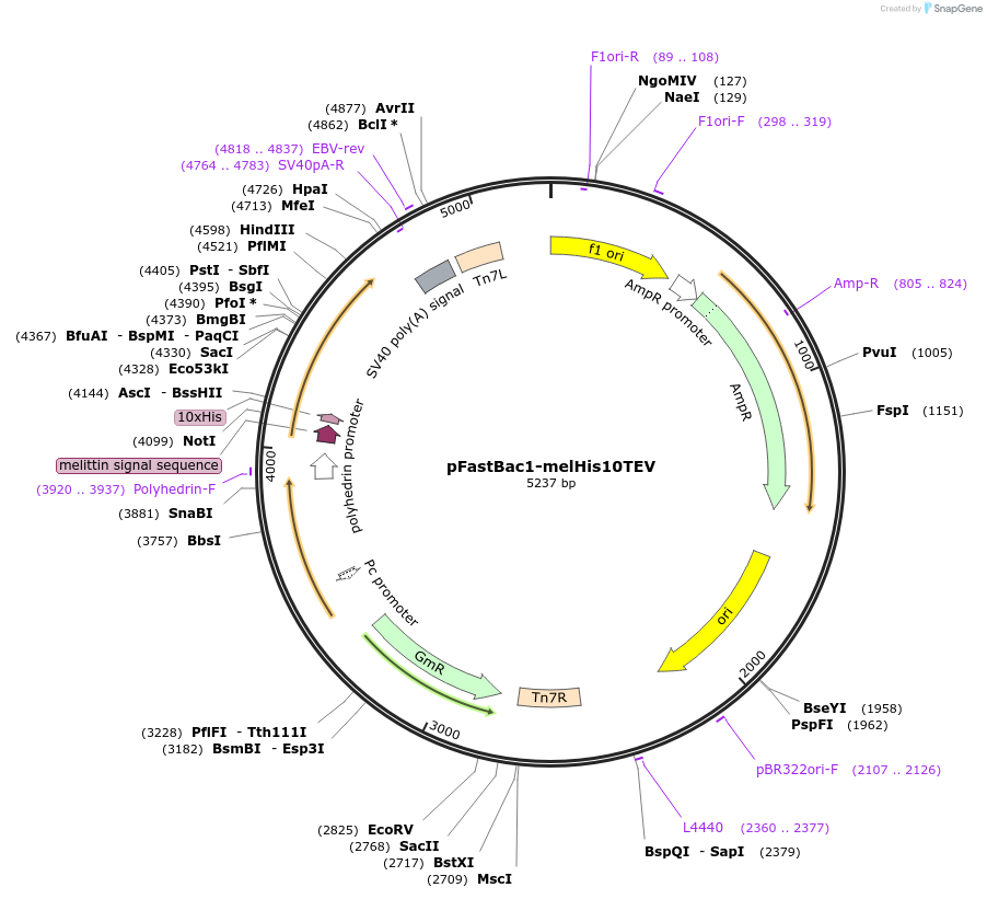 159428-plasmid-map-sequence-id-333931