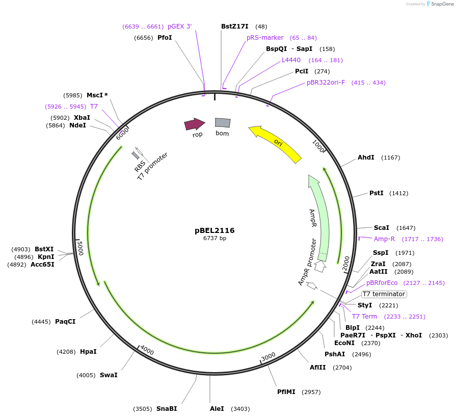 170393-plasmid-map-sequence-id-333948