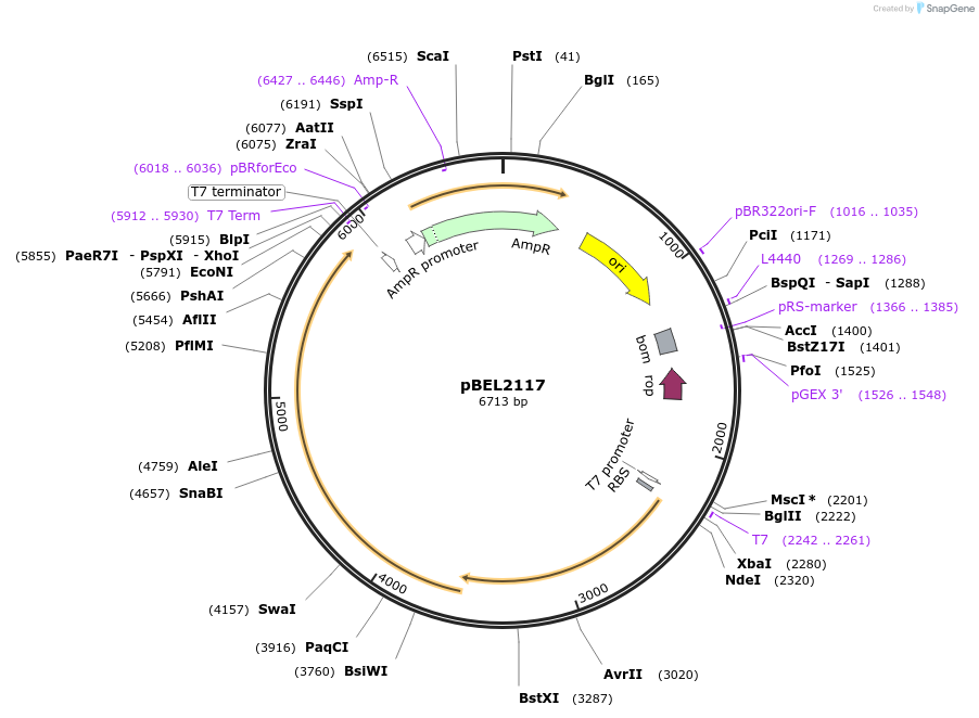 170394-plasmid-map-sequence-id-333951