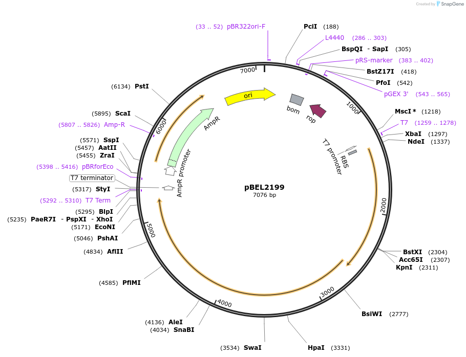 170406-plasmid-map-sequence-id-333953