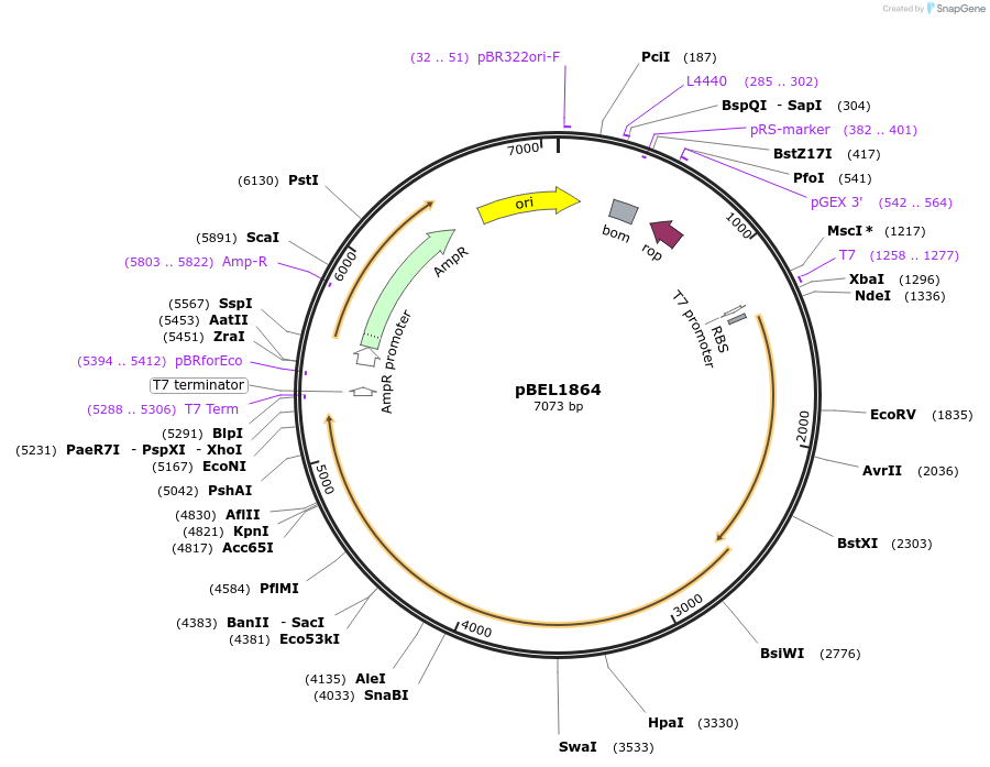 170413-plasmid-map-sequence-id-333960