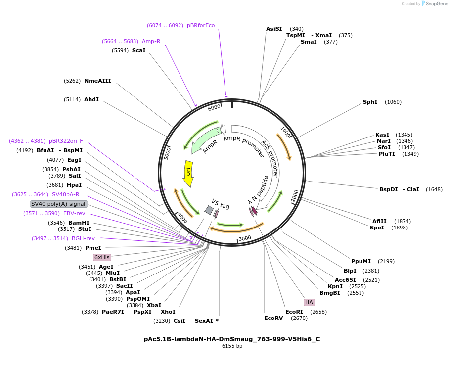 146013-plasmid-map-sequence-id-333962