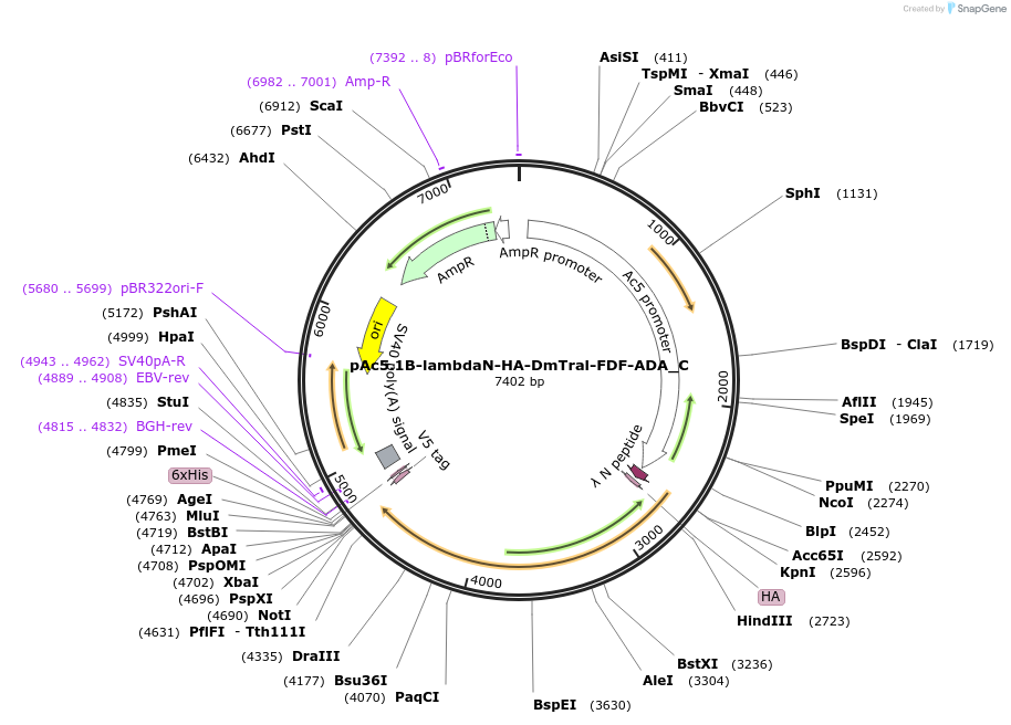 146039-plasmid-map-sequence-id-333963