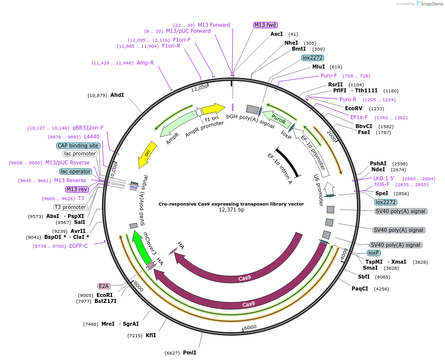 164138-plasmid-map-sequence-id-333975