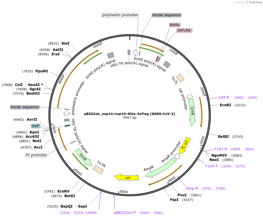 169164-plasmid-map-sequence-id-333982
