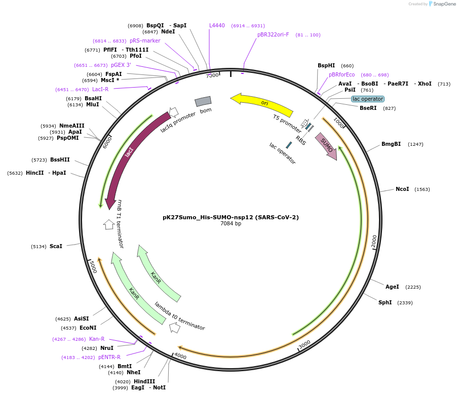 169188-plasmid-map-sequence-id-333986
