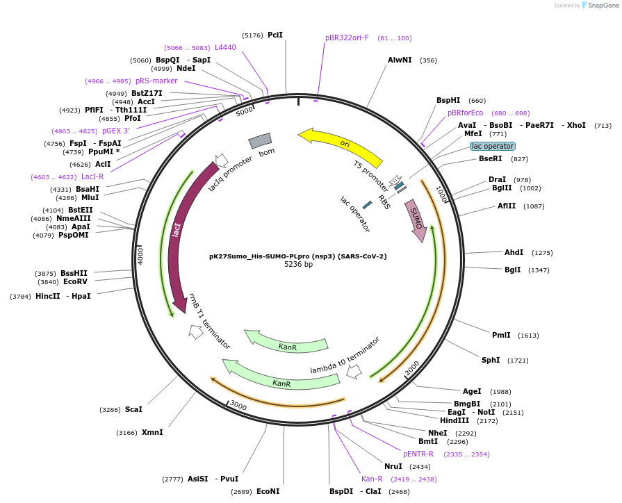 169193-plasmid-map-sequence-id-333988
