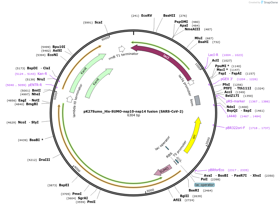 169161-plasmid-map-sequence-id-333990