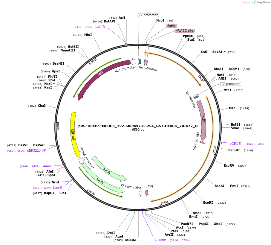 146108-plasmid-map-sequence-id-333993