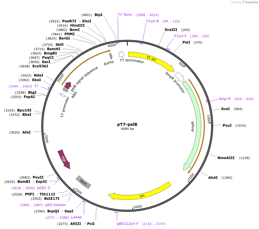 157740-plasmid-map-sequence-id-334002