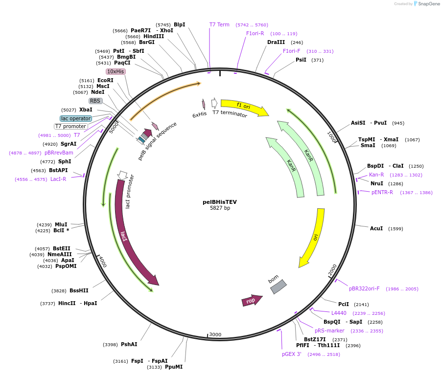 157741-plasmid-map-sequence-id-334005