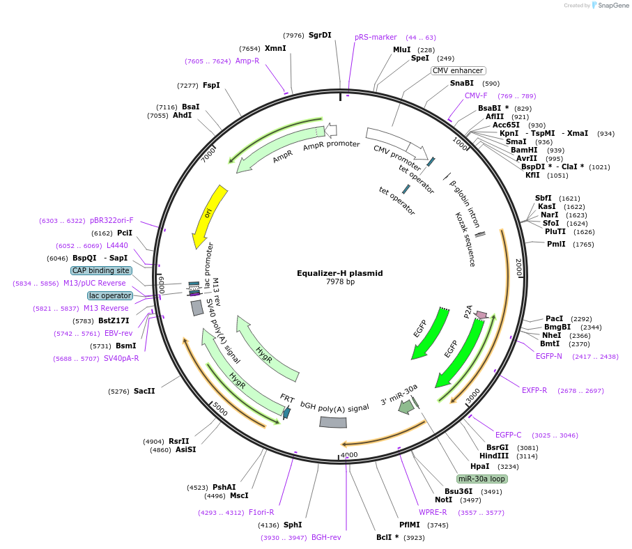 169367-plasmid-map-sequence-id-334037