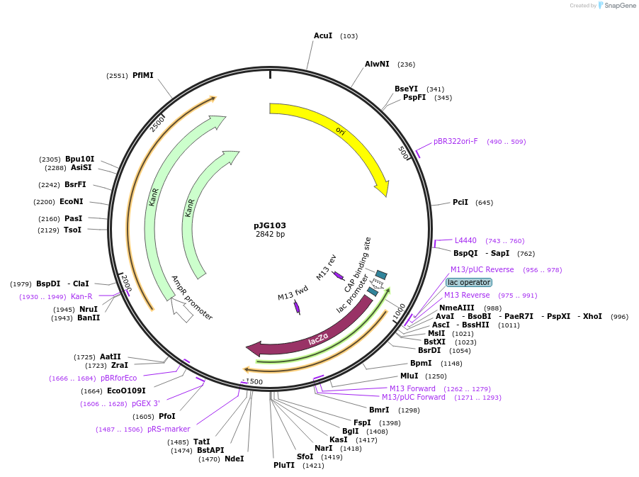 158533-plasmid-map-sequence-id-334043