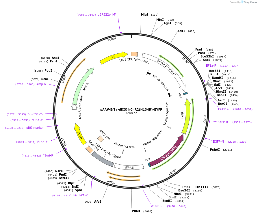 55640-plasmid-map-sequence-id-334105