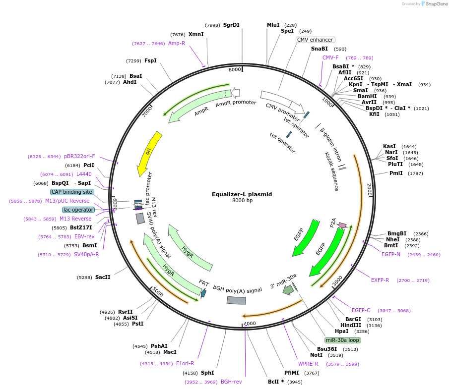 169732-plasmid-map-sequence-id-334139