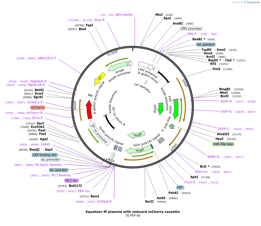 169734-plasmid-map-sequence-id-334141