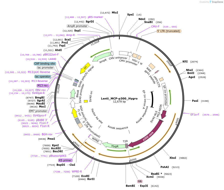138459-plasmid-map-sequence-id-334146