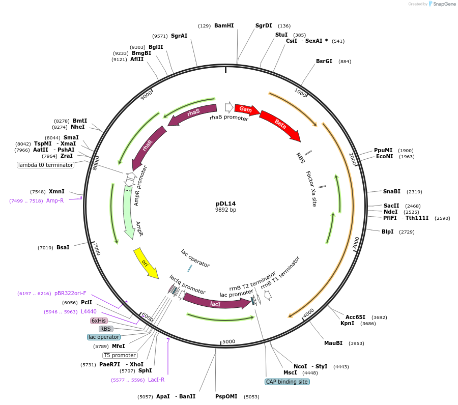 106901-plasmid-map-sequence-id-334155