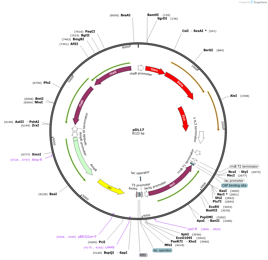 106483-plasmid-map-sequence-id-334156