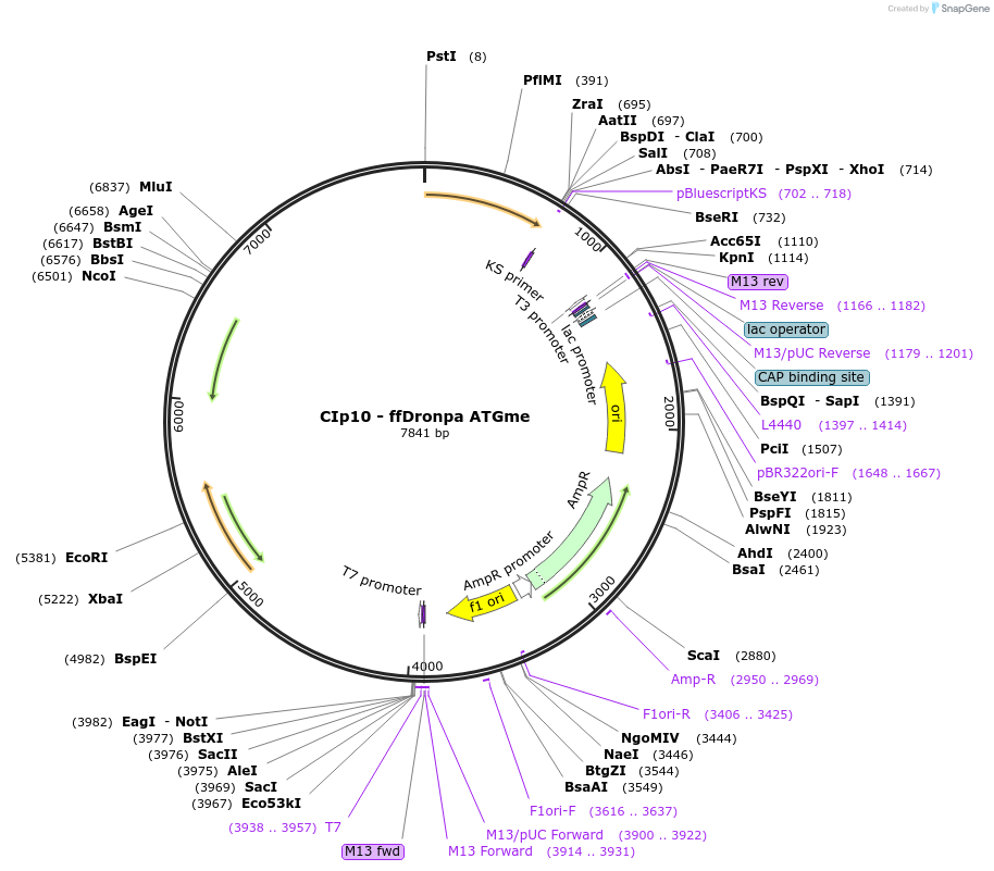 163118-plasmid-map-sequence-id-334166