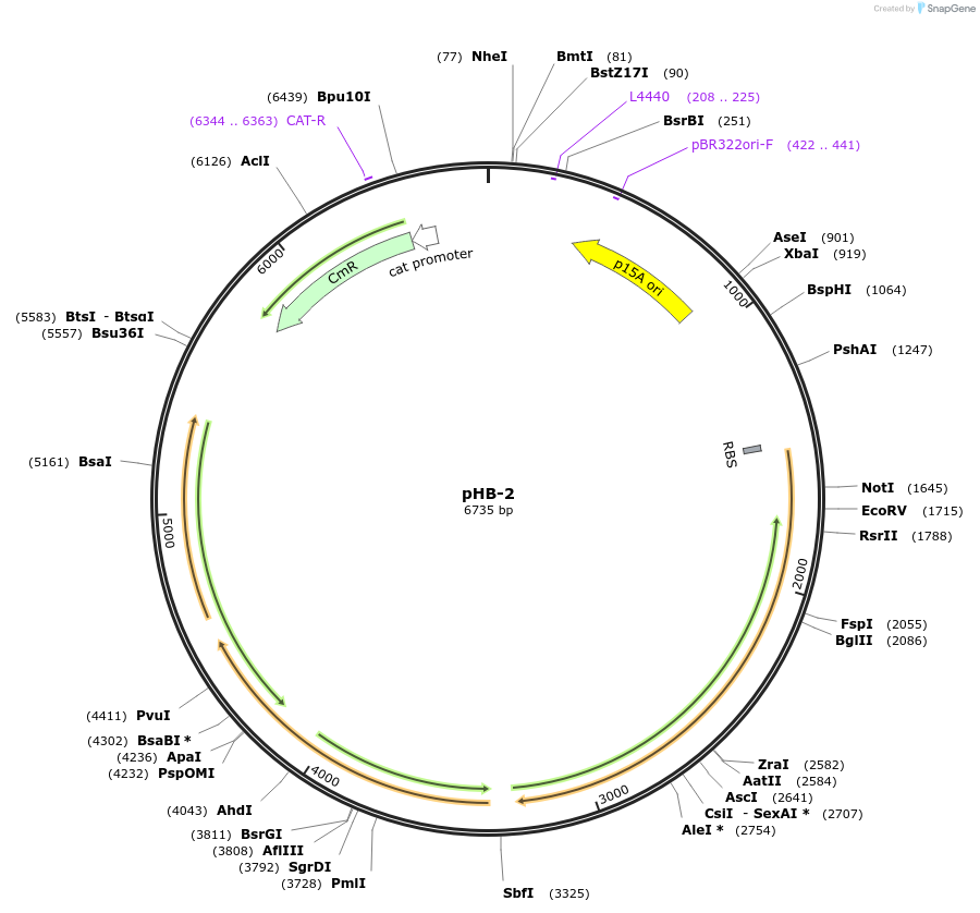 140955-plasmid-map-sequence-id-334168