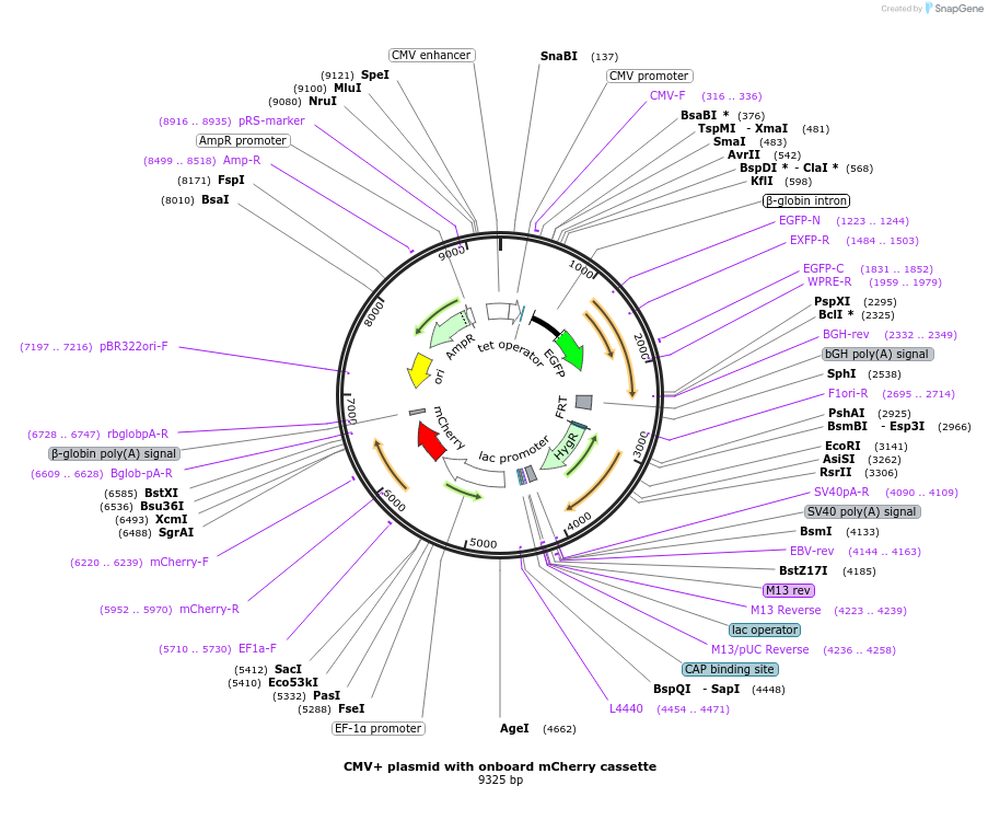 169741-plasmid-map-sequence-id-334213