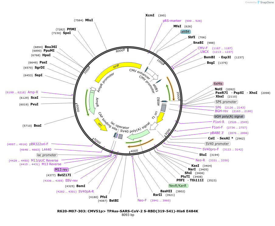 170193-plasmid-map-sequence-id-334218