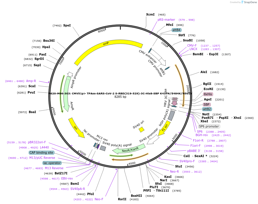 170192-plasmid-map-sequence-id-334252