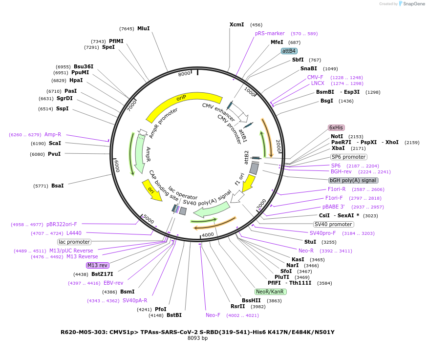 170191-plasmid-map-sequence-id-334254