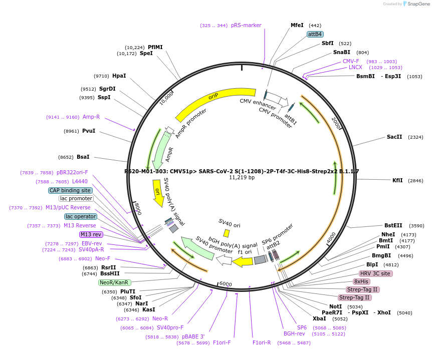 170188-plasmid-map-sequence-id-334256