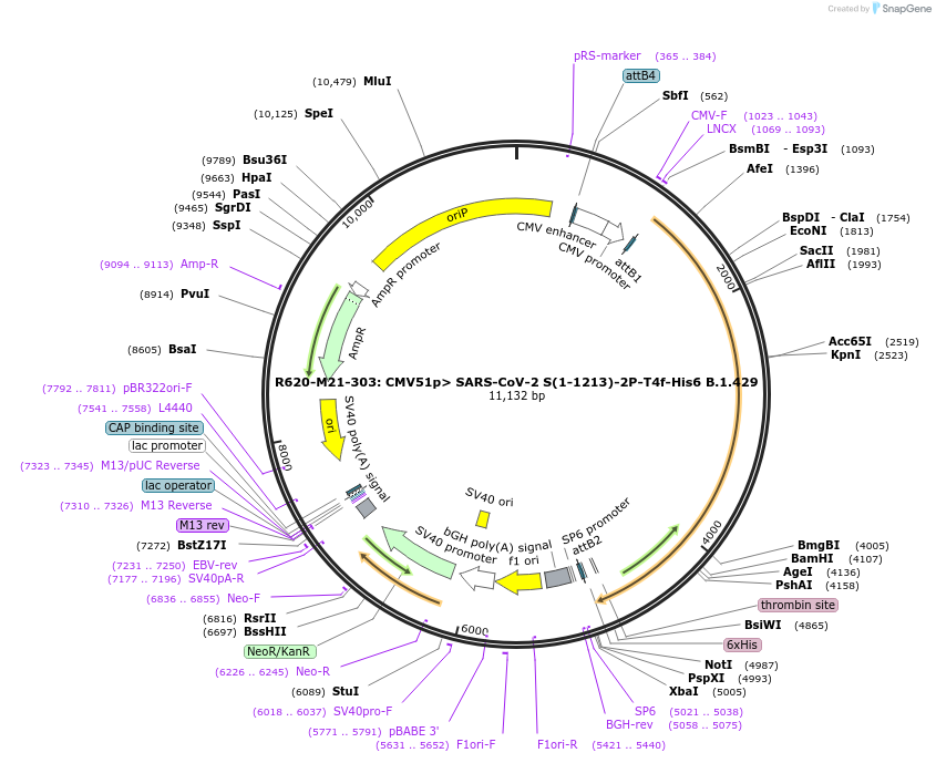 170200-plasmid-map-sequence-id-334262